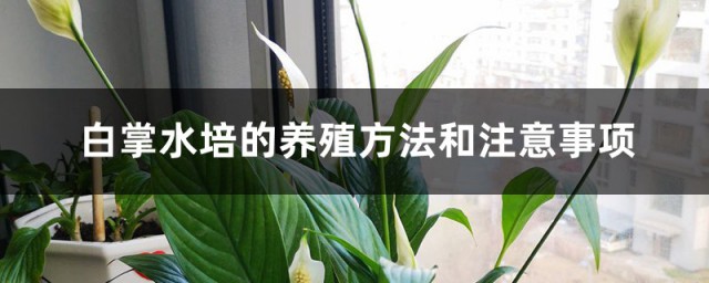 白掌花水培办法 白掌水培的养殖方式和注意事项