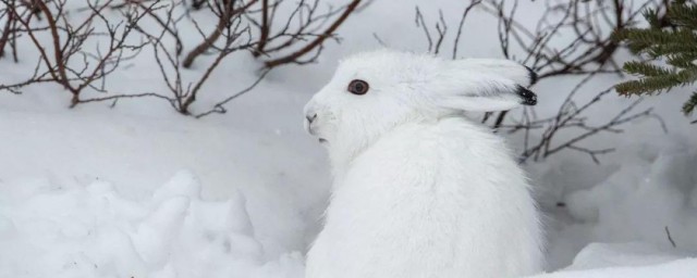 雪兔可能会出现在我国的哪个区域 雪兔体长一般是多少