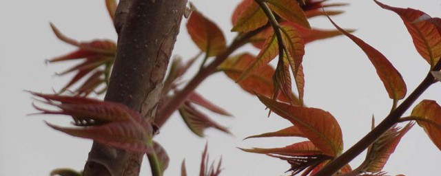 香椿越冬技巧 过冬的技巧简介