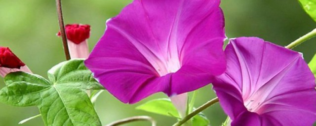 怎样种喇叭花 喇叭花怎样种植