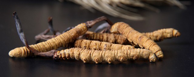 如何吃虫草效果最好 可以选择怎么吃呢