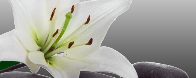 百合花有什么寓意 寓意是纯真洁白
