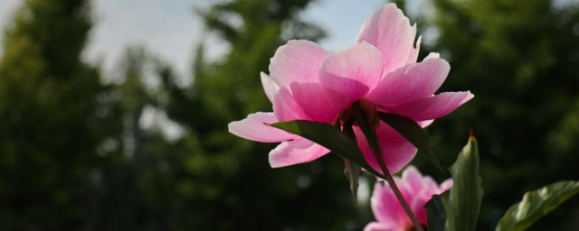 芍药花语寓意 寓意是思念