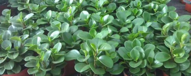 碧玉种植的技巧 碧玉怎样种植