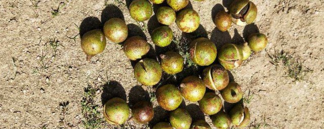 茶树籽催芽技巧 茶树籽简介