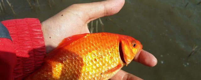 红鲫鱼怎样养 红鲫鱼的饲养技巧