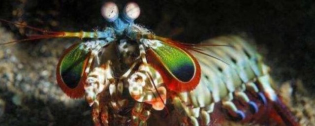活虾爬子怎样保存不死 活虾爬子怎样保存