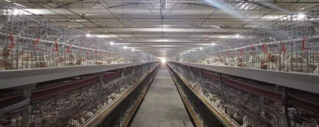 鸡舍通风管理技巧 封闭鸡舍怎样做好通风管理