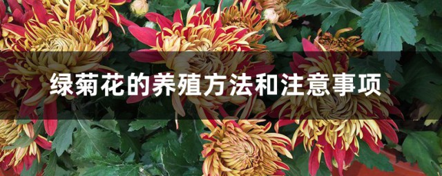 绿色菊花种植办法 绿菊花的养殖方法和注意事项