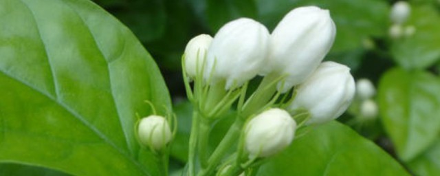 茉莉花松土技巧 茉莉花怎样松土