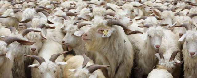 最懒养羊技巧 怎样养羊简便