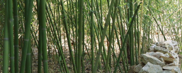 竹子种植的技巧 竹子种植的好技巧