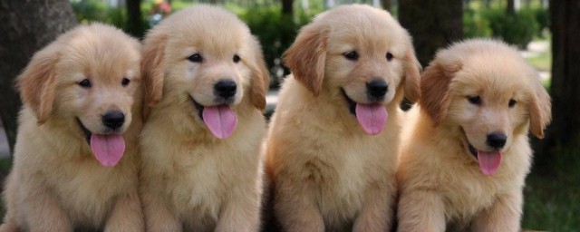 金毛犬怎么训练大小便 金毛犬练大小便的要领