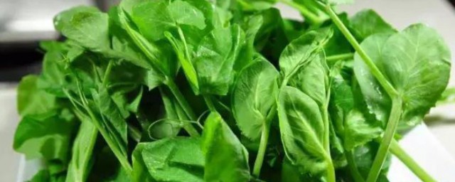 豌豆尖的种植技巧 豌豆尖怎样种植