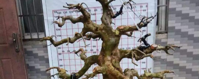 养白蜡的准确方法 养白蜡的准确要领分享