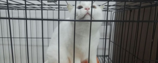 精确笼养猫咪的技巧 精确笼养猫咪的技巧分享