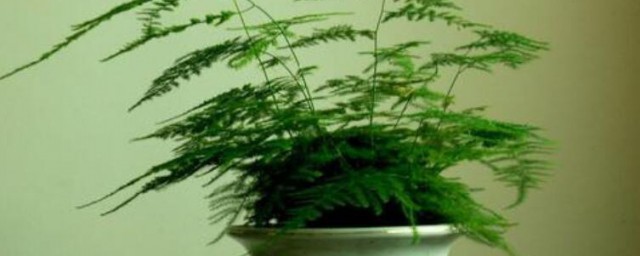 文竹种子种植技巧如下 文竹种子怎样种植