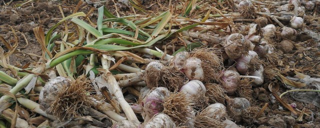 如何种植大蒜 大蒜如何种植