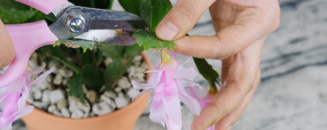 槟榔催花技巧 催花的技巧简介