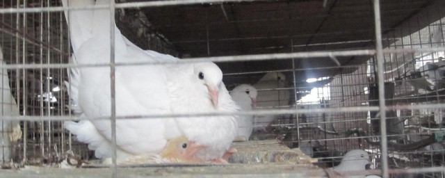 肉鸽笼养方法 怎么笼养肉鸽子