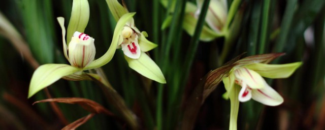 兰花促芽方法 兰花促芽办法简述