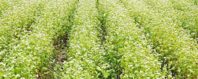 头伏萝卜二伏菜是啥意思 头伏萝卜二伏菜解释