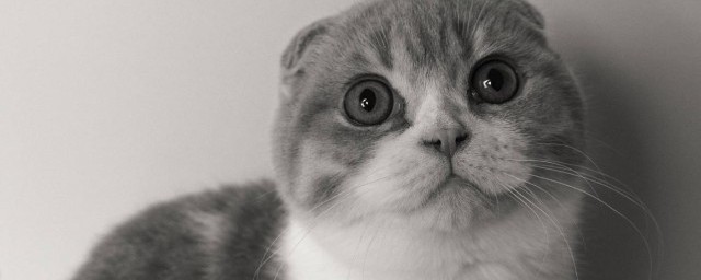 猫咪死了如何处理 猫咪去世了如何办