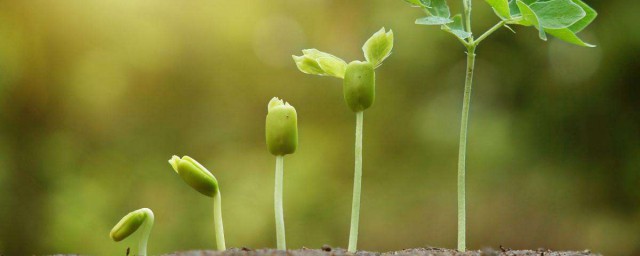 植物作文怎么写 怎么写关于植物的作文