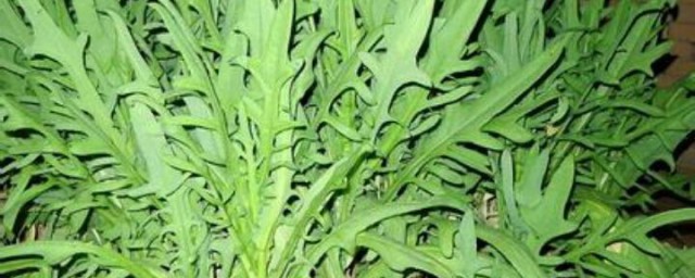 苦麦菜育苗技巧 苦麦菜育苗技巧是什么