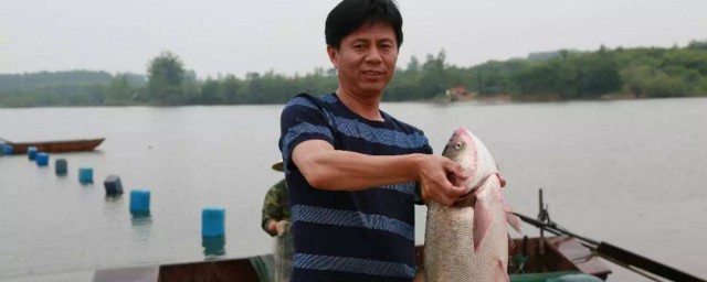 浅水塘捕鱼方式 除了钓鱼水库怎么捕鱼