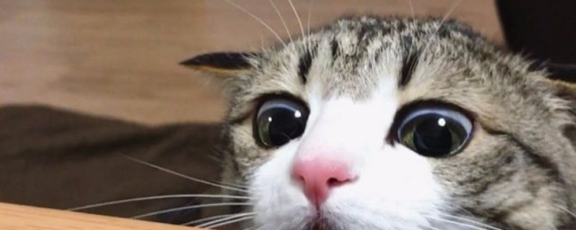 怎么逗猫 逗猫的要领