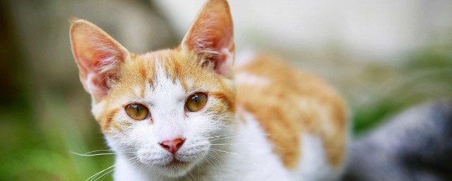 怎样给小猫剪指甲 给小猫剪指甲的技巧