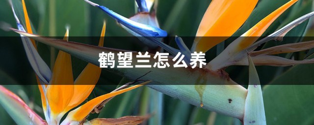 鹤望兰怎样养 鹤望兰的养殖技巧和注意事项