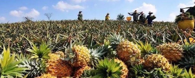吃菠萝有什么好处 吃菠萝的好处简述