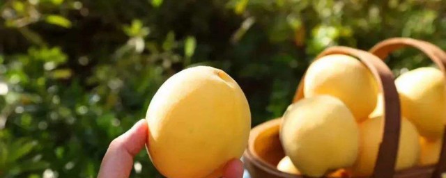 黄桃什么时候成熟 黄桃介绍