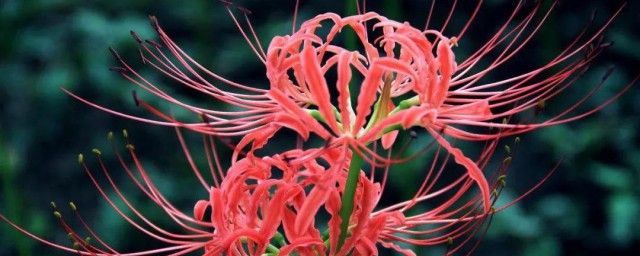 彼岸花怎样养 怎样养殖彼岸花