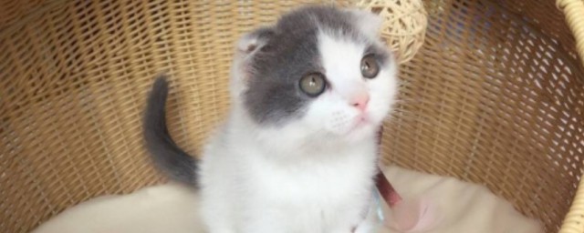 折耳猫怎样养 折耳猫怎样饲养
