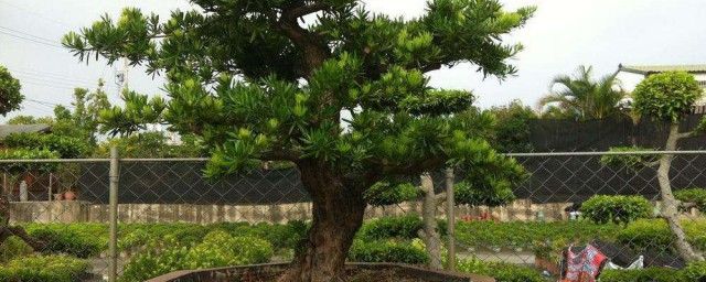 罗汉松剪叶技巧 罗汉松怎样修剪