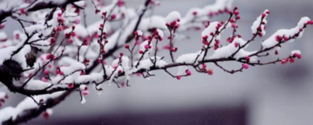 傲雪寒梅的意思 傲雪寒梅释义