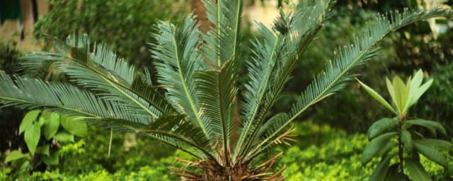 铁树的种植技巧 铁树怎样种植