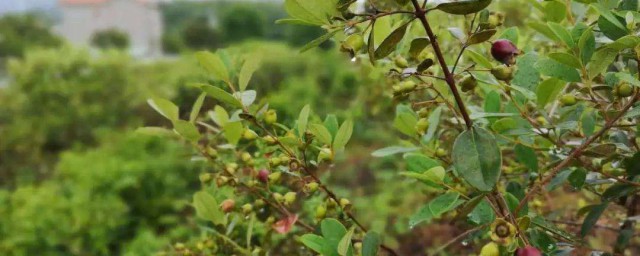 稔子苗栽种技巧 稔子果种植技术