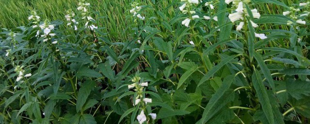 芝麻花种植办法 芝麻的种植要领