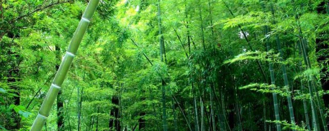 郁郁葱葱的意思是什么 郁郁葱葱含义简介