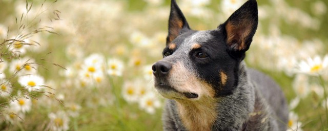 牧牛犬训练方式 牧羊犬如何训练