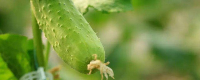 黄瓜种植技术及时间 黄瓜怎样种植