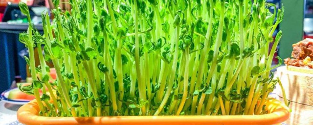 栽豆苗的技巧 豌豆苗怎样种植