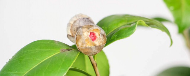 嫁接山茶花技巧 怎样嫁接茶花