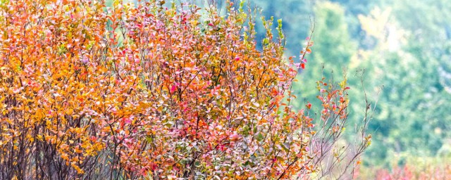 棠棣花的象征道理 棠棣花的特点和简介