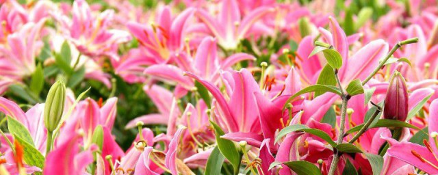 百合花换盆技巧 百合怎样换盆