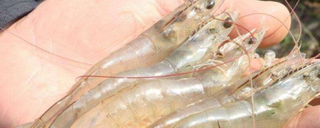 基围虾怎样精确的养殖 怎样精确的养殖基围虾